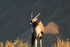 2-Oryx-at-dawn