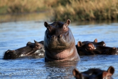 7-Busanga-hippo