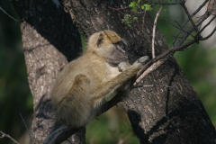 Baboon-young2