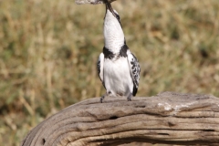 Botswana-pied-Kingfisher-with-fish