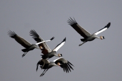 Cranes-1