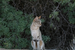 Kgalagadi-Wild-Cat-front-pose