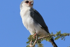 Pygmy-falcon1