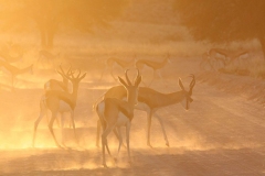 Springbok