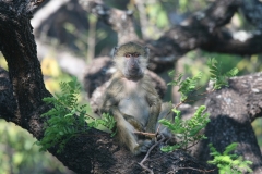 baboon-young