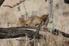 lion-eyes