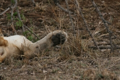 lion-paw