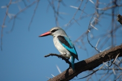 woolandkingfisher
