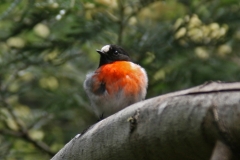 IMG_0884-pb