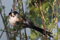 3O0A5023-Long-tailed-tit-20