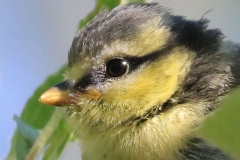 6-Blue-tit-6-w