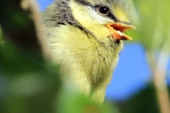 6-Blue-tit-7-w