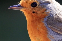 6-Robin-portrait1-w