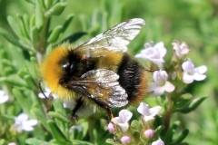 Busy-bee-w