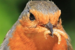 Robin7-w