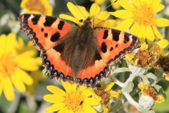 Small-tortoiseshell-w