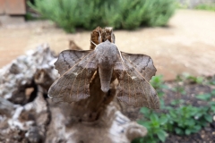 Wildlife (non-African)